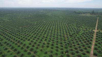 ช็อกวงการปาล์ม! เกษตรกรไทยผงาดเทียบชั้นบริษัทใหญ่ ทำได้จริงหรือ? (Chok wongkan palm! Kasetrakorn Thai phangat thiep chan borisat yai tham dai ching rue?) (ช็อกวงการปาล์ม! เกษตรกรไทยผงาดเทียบชั้นบริษัทใหญ่ ทำได้จริงหรือ? - ช็อกวงการปาล์ม! เกษตรกรไทยผงาดเทียบชั้นบริษัทใหญ่ ทำได้จริงหรือ?)