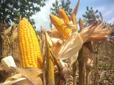 เปิดทางลับ! อินโดนีเซียไฟเขียวนำเข้าข้าวโพดสหรัฐฯ เจาะจงอุตสาหกรรมอาหาร-เครื่องดื่ม: แผนยักษ์ใหญ่พลิกโฉมเศรษฐกิจชาติ?