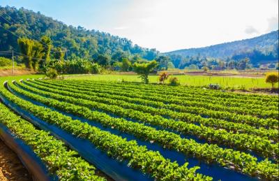 เปิดแผนยักษ์ 9.5 ล้านล้านบาท! กระทรวงเกษตรฯ เร่งพลิกโฉม 'โกโก้-เม็ดมะม่วง-ลูกจันทน์' สู่ขุมทรัพย์ใหม่ หยุดส่งออกวัตถุดิบ สร้างรายได้มหาศาลให้เกษตรกรไทย!