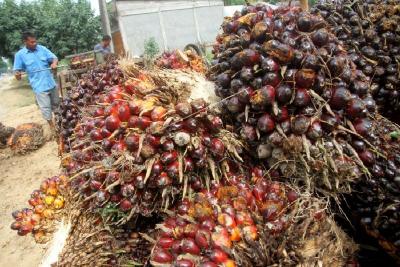 belanegara -