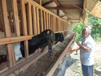 พลิกชีวิตชาวบ้าน! แพะธรรมดา สู่ 'ขุมทรัพย์เงินล้าน' ที่กุนุงกิดุล – เคล็ดลับความยั่งยืนที่ใครก็ทำตามได้!